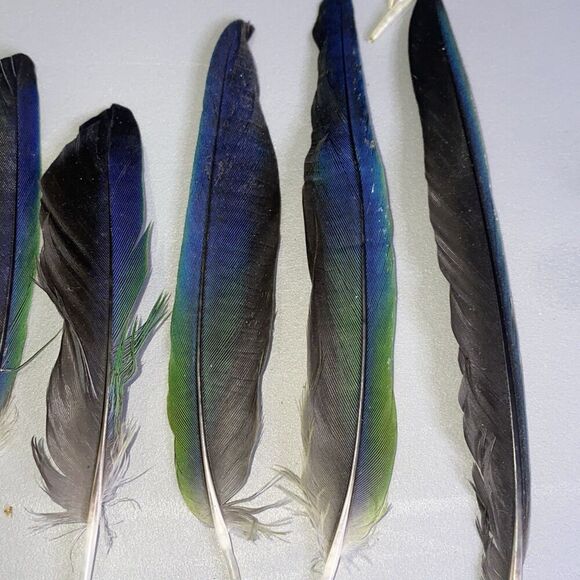 Nanday Conure Parrot Feathers Green Blue Black Mixed Naturally Molted 22 Piece - Picture 2 of 8